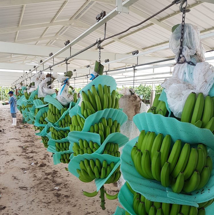 Banano orgánico del Perú